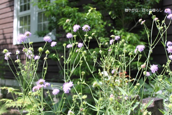 クナウティア アルベンシス 穏やかな 日々の暮らし