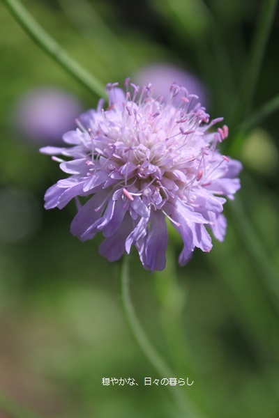 クナウティア アルベンシス 穏やかな 日々の暮らし
