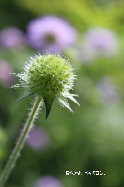 クナウティア アルベンシス 穏やかな 日々の暮らし