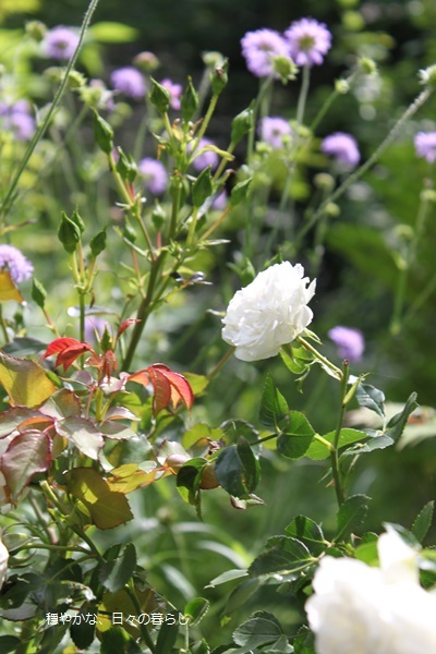 クナウティア アルベンシス 穏やかな 日々の暮らし