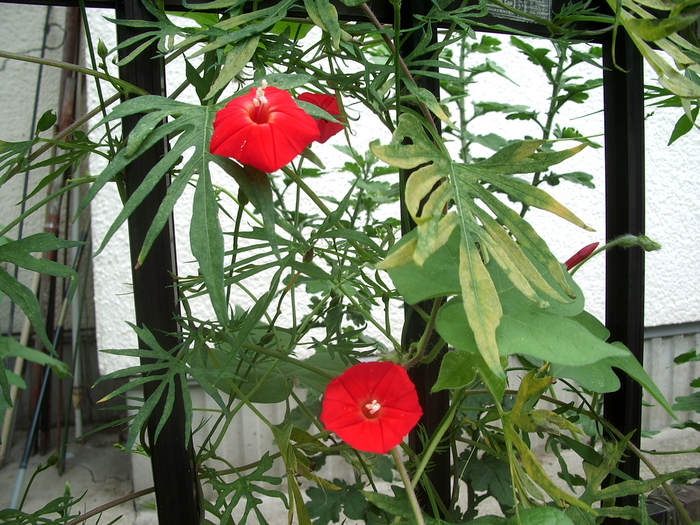 ハゴロモルコウソウ 羽衣縷紅草 時々の花