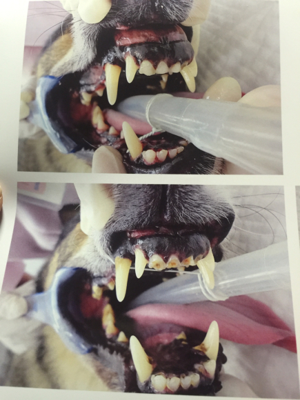 タイソンの歯の手術_a0126743_17505430.jpg