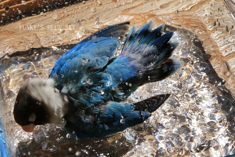 水浴びB.Bの記録　→　(今回も絶好調！・６月１０日）_c0145250_08594122.jpg