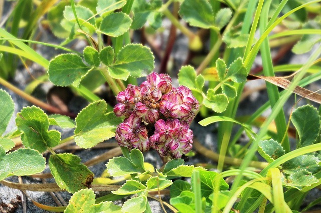 海岸砂浜に自生する植物 続 阿波の国から 海岸砂浜に自生する植物 続 阿波の国から
