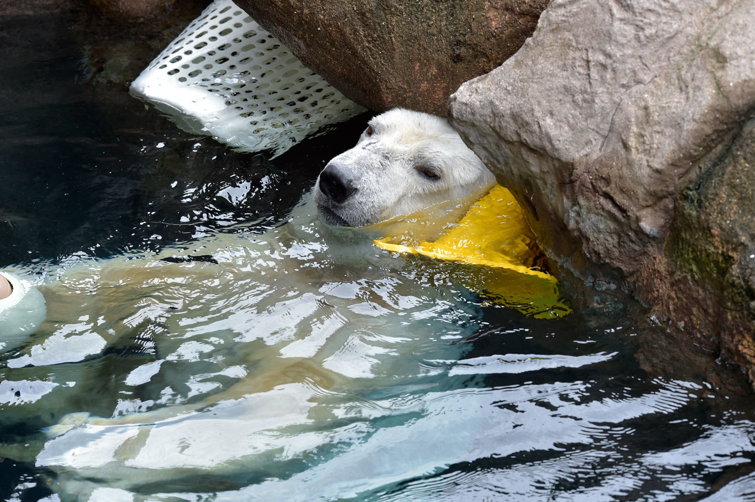 涼しげな画像 動物園へ行こう 涼しげな画像 動物園へ行こう