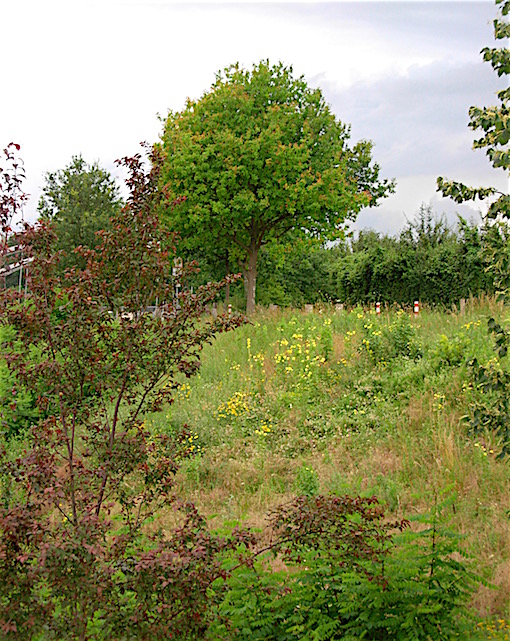 e0357367_2295233.jpg