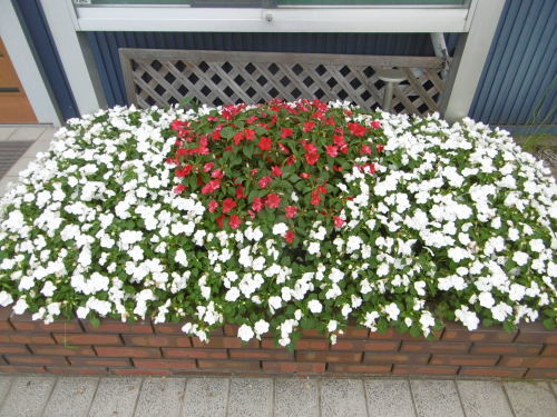 夏の花壇_f0205367_18253996.jpg