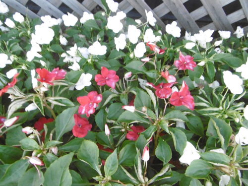 夏の花壇_f0205367_18300144.jpg