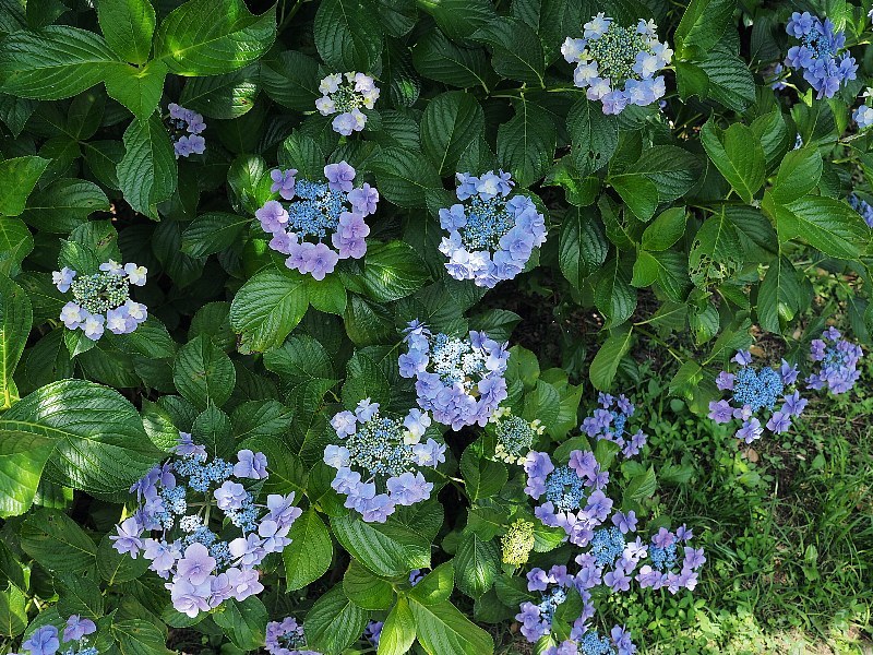 可愛い紫陽花_a0330871_19433514.jpg