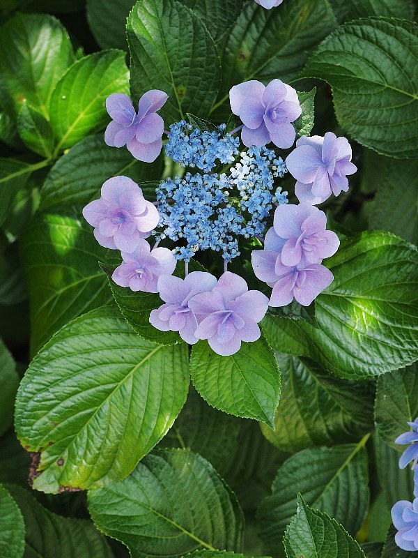 可愛い紫陽花_a0330871_19433537.jpg