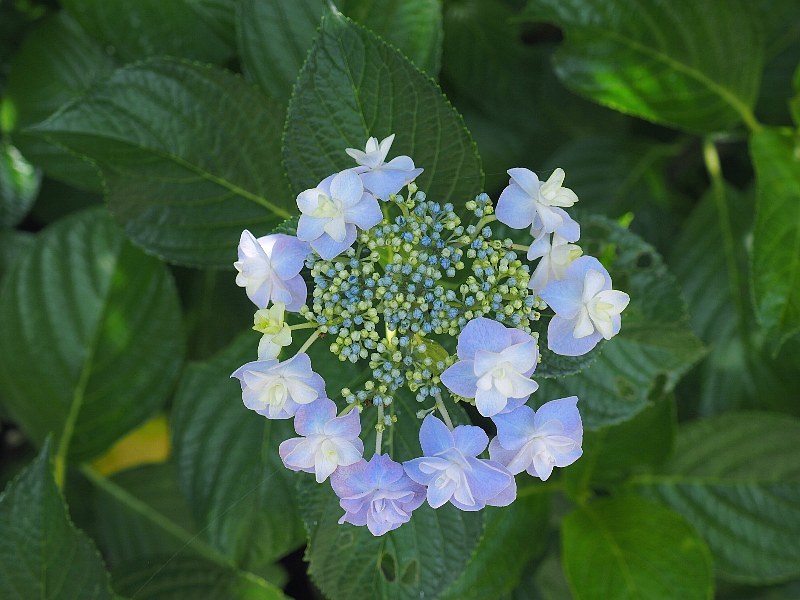 可愛い紫陽花_a0330871_19433559.jpg