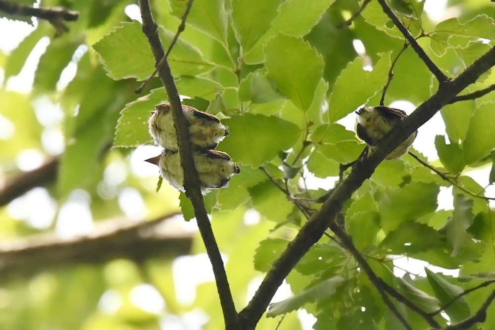 サンコウチョウ ファミリー Ⅱ 3羽の巣立ち雛_f0053272_846413.jpg