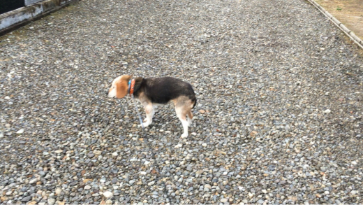 愛犬 逝去 供養 火葬 そしてお盆 埋葬へ_a0274383_07281918.jpg