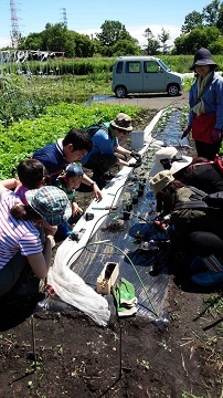 「新顔野菜を育ててみよう」第２回　ゴマの苗を植えました_d0122394_04430752.jpg