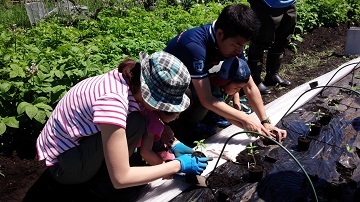 「新顔野菜を育ててみよう」第２回　ゴマの苗を植えました_d0122394_04434124.jpg