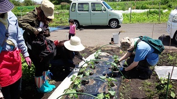 「新顔野菜を育ててみよう」第２回　ゴマの苗を植えました_d0122394_04440575.jpg