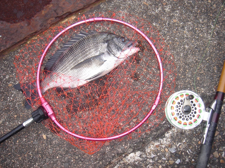 ★黒鯛・最奥部地続き釣行★_e0147297_7435675.jpg