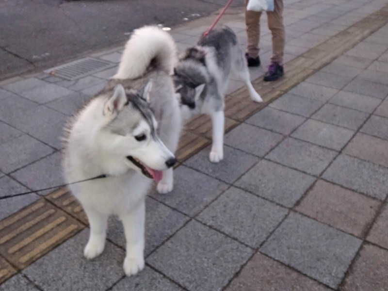 ひさしぶり~ (^o^)_c0049299_23355337.jpg