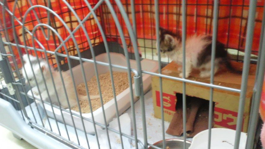 【移動先募集】センター(本所)収容子猫(7/1訪問)_f0242002_139543.jpg