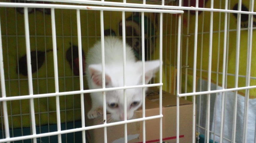 【移動先募集】センター(本所)収容子猫(7/1訪問)_f0242002_1403233.jpg