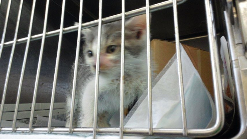 【移動先募集】センター(本所)収容子猫(7/1訪問)_f0242002_1432838.jpg