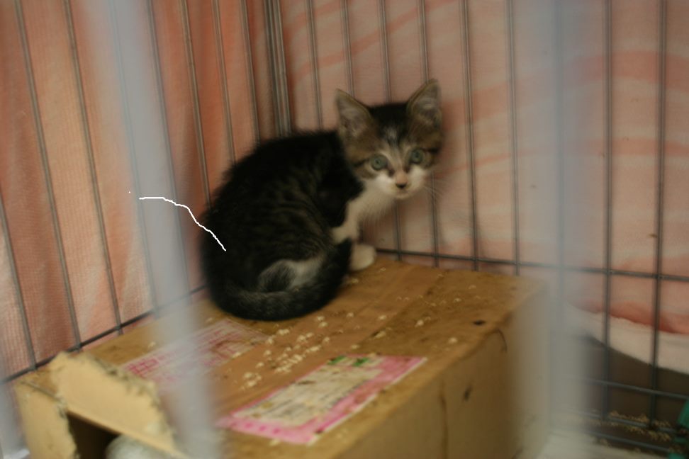 【移動先募集】センター(本所)収容子猫(7/1訪問)_f0242002_2102318.jpg