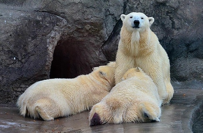 モスクワ動物園のシモーナ親子の近況と双子の移動先 ~ 次世代の血統面を無視すれば札幌は有り得るが..._a0151913_20273665.jpg