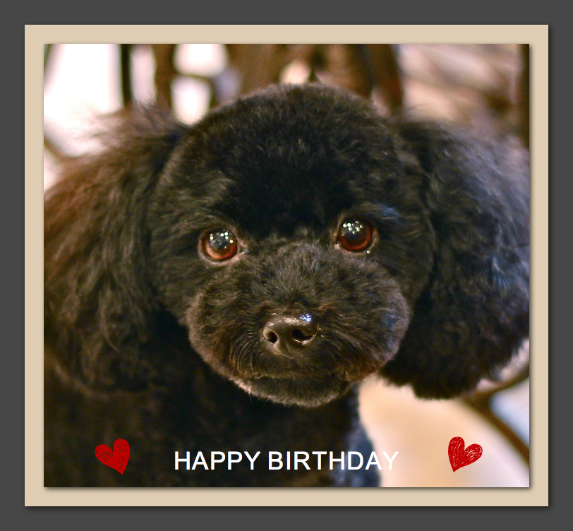 Happy Birthday デイジーちゃん&ネロくん&コロくん♡_d0060413_16565280.jpg