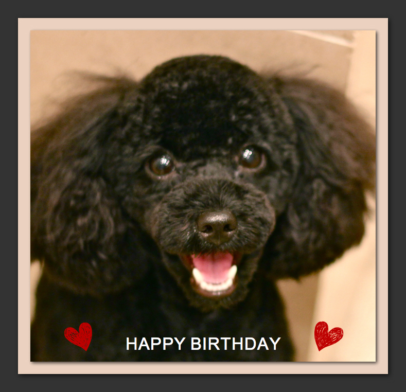 Happy Birthday デイジーちゃん&ネロくん&コロくん♡_d0060413_16572512.jpg