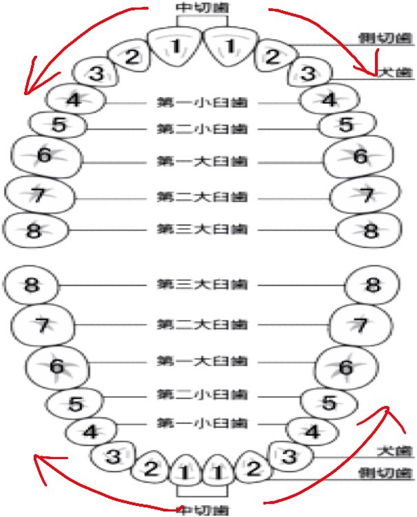 歯の番号 咲く前black Eyed Susan ののち幾星霜