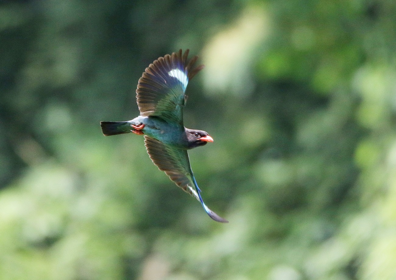ブッポウソウ Dollarbird その1 下手の横好き ブッポウソウ Dollarbird その1 下手の横好き