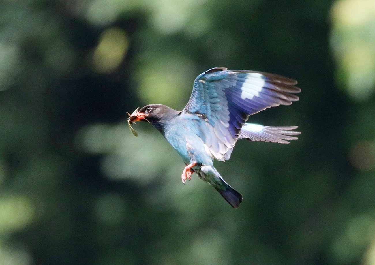 ブッポウソウ Dollarbird その１ 下手の横好き