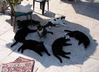 暑すぎる七夕 月猫にっき 暑すぎる七夕 月猫にっき