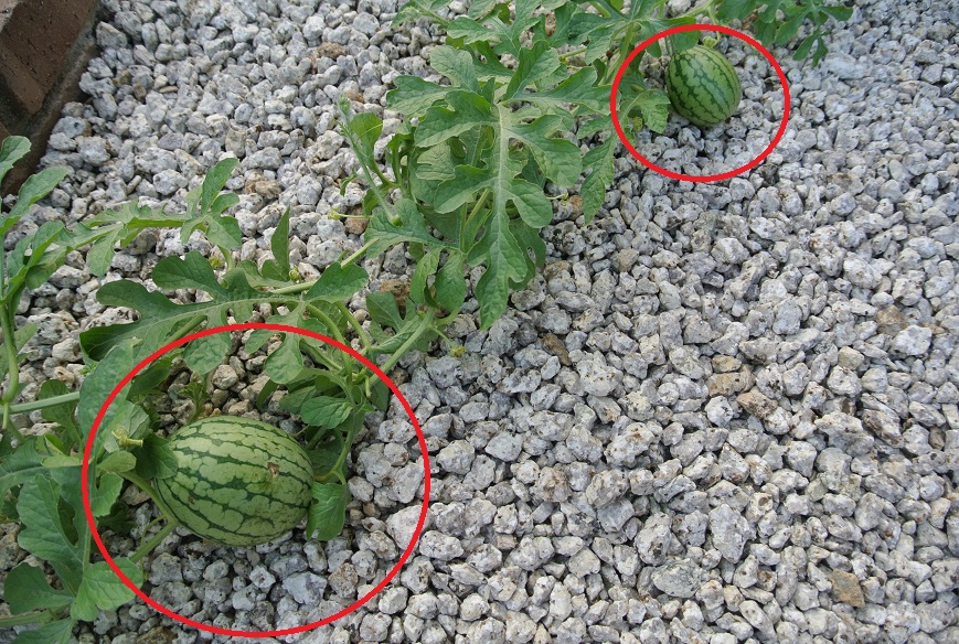 a0099131_165430100.jpg