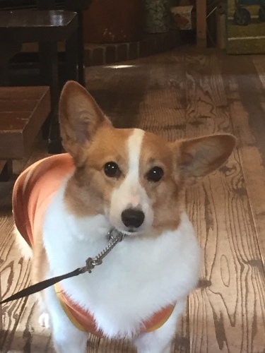 b0369239_11233925.jpeg