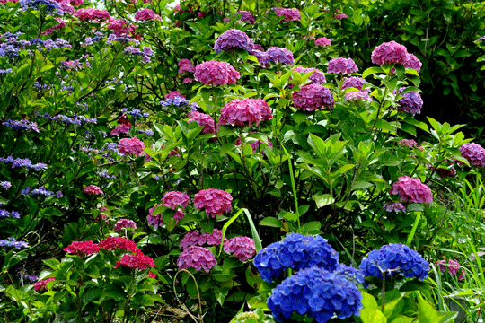 c0093046_9431872.gif