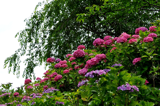 c0093046_9433343.gif