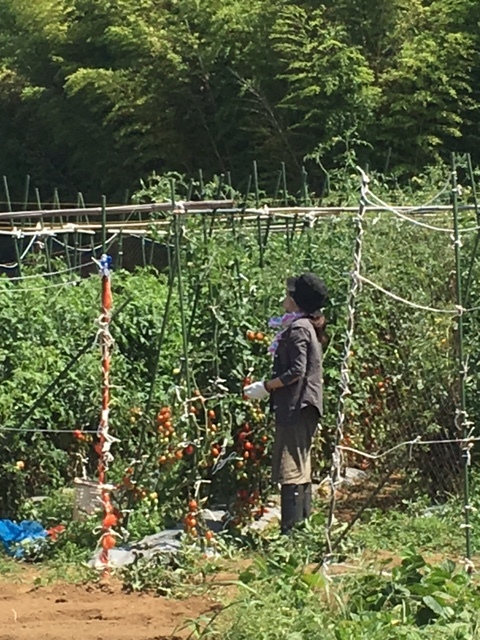 本日は夏野菜　大収穫　　お客様２名参加　炎天下の中ありがとうございます_c0222448_15385092.jpg