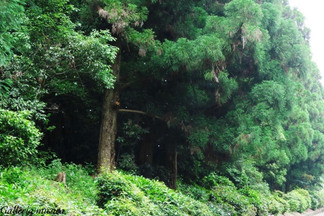 神武天皇陵編。～大和のまほろばを巡る旅～_f0351853_23410497.jpg