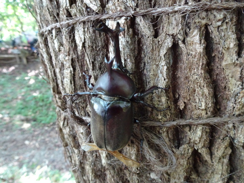 うみべの森にもカブトムシはいた_c0108460_17171663.jpg