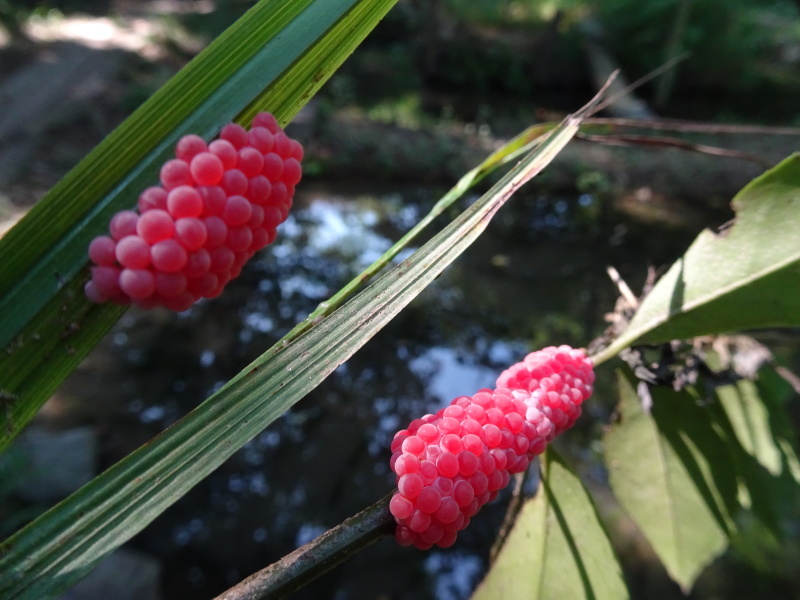 うみべの森にもカブトムシはいた_c0108460_17171933.jpg