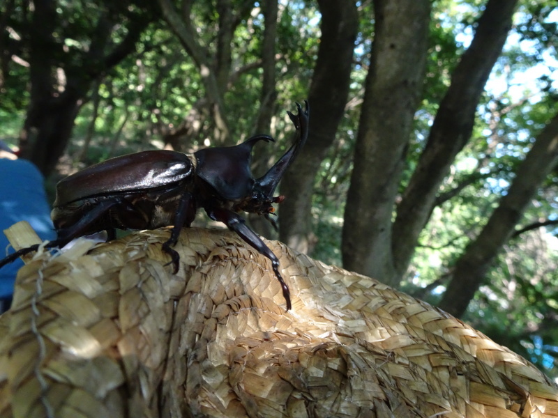 うみべの森にもカブトムシはいた_c0108460_17172548.jpg