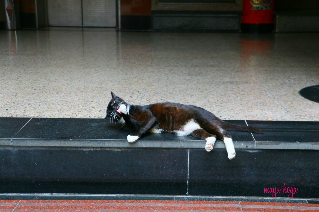 台湾の猫寺。赤が映える鮮やかなお寺。_e0255060_00251478.jpg