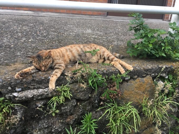 暑くて暑くて猫が伸びる日！_a0246661_19450564.jpg