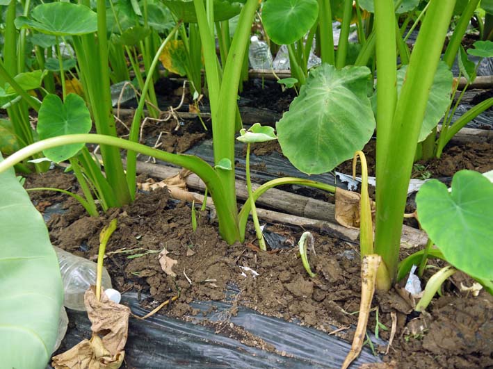 サトイモに２度目の追肥と土寄せ トウモロコシの種蒔き7 6 北鎌倉湧水ネットワーク