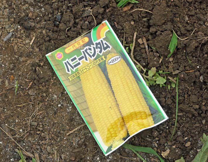 サトイモに２度目の追肥と土寄せ トウモロコシの種蒔き7 6 北鎌倉湧水ネットワーク