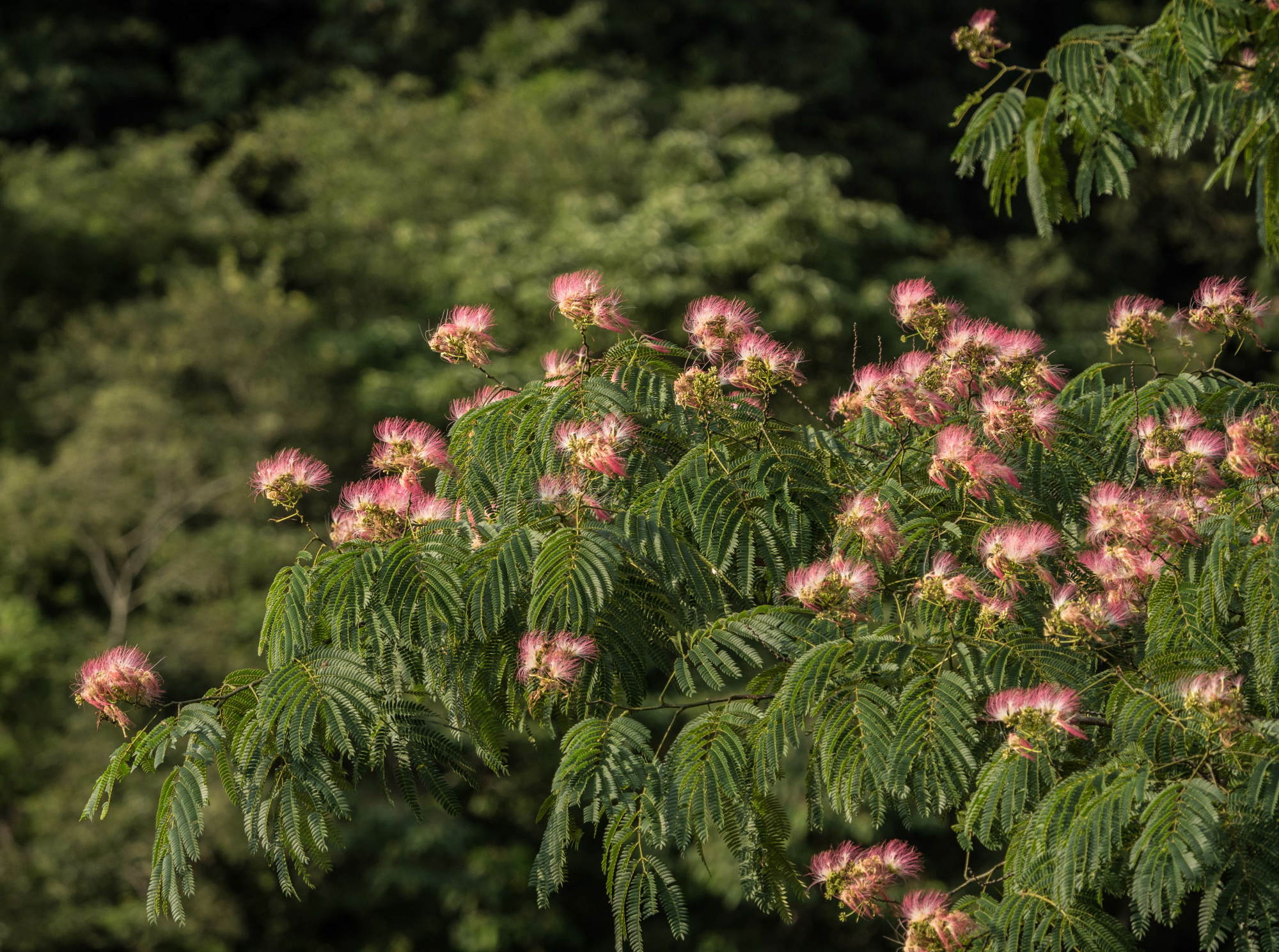 合歓の花_e0015567_21153584.jpg