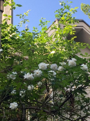c0225471_11271545.jpeg
