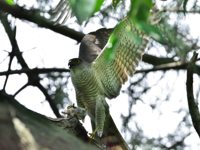 ツミ（雀鷹）/Japanese lesser sparrowhawk_f0365975_2332895.jpg