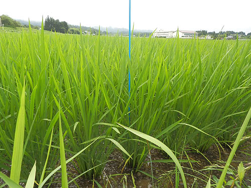 7月6日の田んぼ(上目黒小・枝野小) _d0247484_15463239.jpg